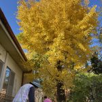 ことり組▽園舎裏の大きなイチョウの木